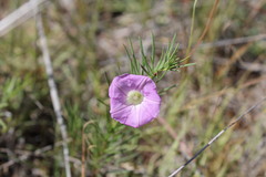 Ipomoea capillacea