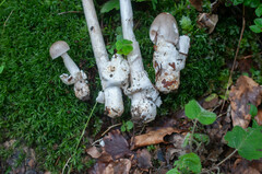 Amanita coryli