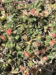 Potentilla frigida