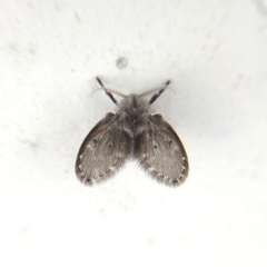 Psychodinae