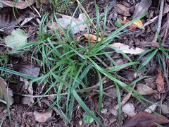 Carex uhligii