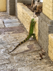 Iguana iguana