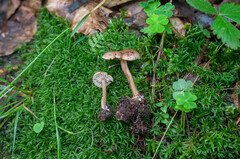 Pseudoomphalina kalchbrenneri