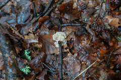 Lentinellus micheneri