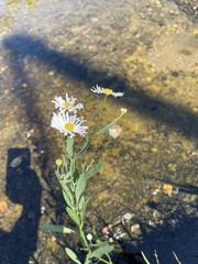 Boltonia asteroides