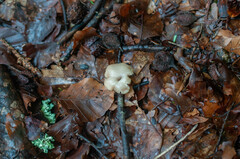 Lentinellus micheneri