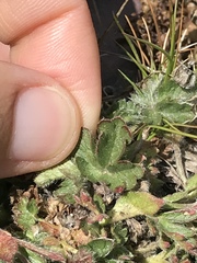 Potentilla frigida