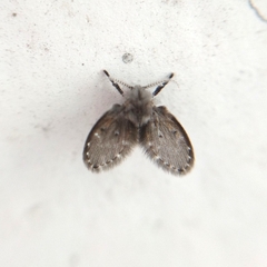 Psychodinae