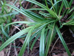 Carex uhligii