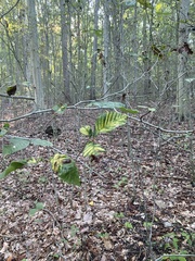 Litylenchus crenatae