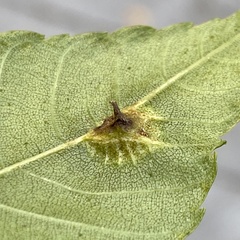 Phylloxera