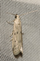 Homoeosoma nebulella