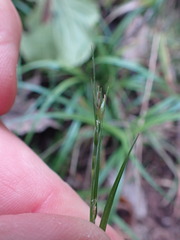 Carex uhligii