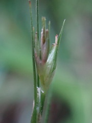 Carex uhligii