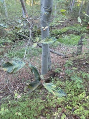 Litylenchus crenatae