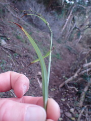Carex uhligii
