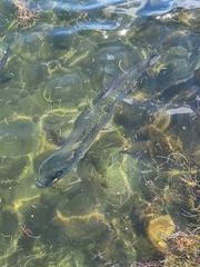 Megalops atlanticus