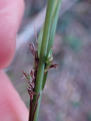 Carex uhligii