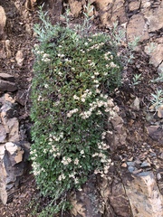 Eriogonum jamesii
