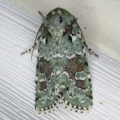 Lacinipolia laudabilis