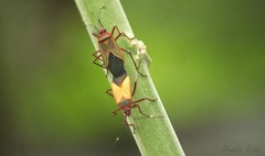 Dysdercus ruficollis