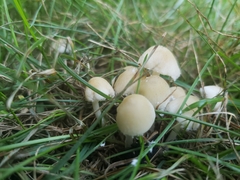 Candolleomyces candolleanus