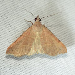 Hemeroplanis rectalis