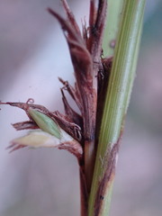 Carex uhligii