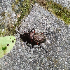 Carabus cancellatus