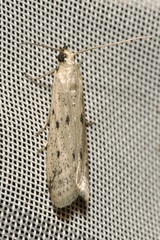 Homoeosoma nebulella