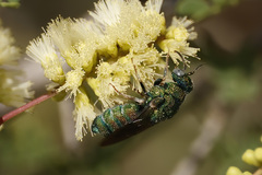 Chrysididae