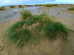 Puccinellia maritima