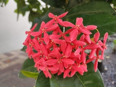 Ixora coccinea
