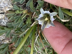 Gentiana newberryi