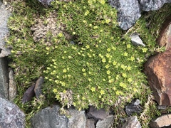 Cherleria sedoides