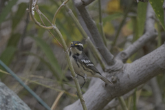 Setophaga nigrescens