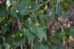 Pemphigus populicaulis