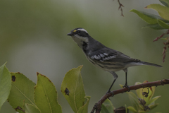 Setophaga nigrescens