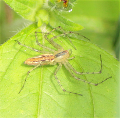 Peucetia rubrolineata