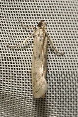 Homoeosoma nebulella