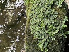 Marchantia polymorpha polymorpha