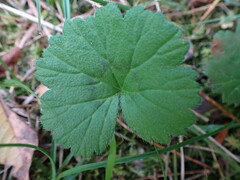Pelargonium elongatum