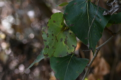Pemphigus populicaulis