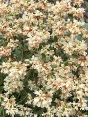 Eriogonum jamesii