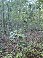 Litylenchus crenatae