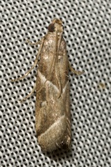 Nyctegretis lineana