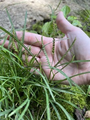 Eleusine indica