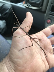 Ctenomorpha marginipennis