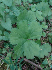 Pelargonium elongatum