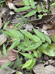 Oplismenus hirtellus